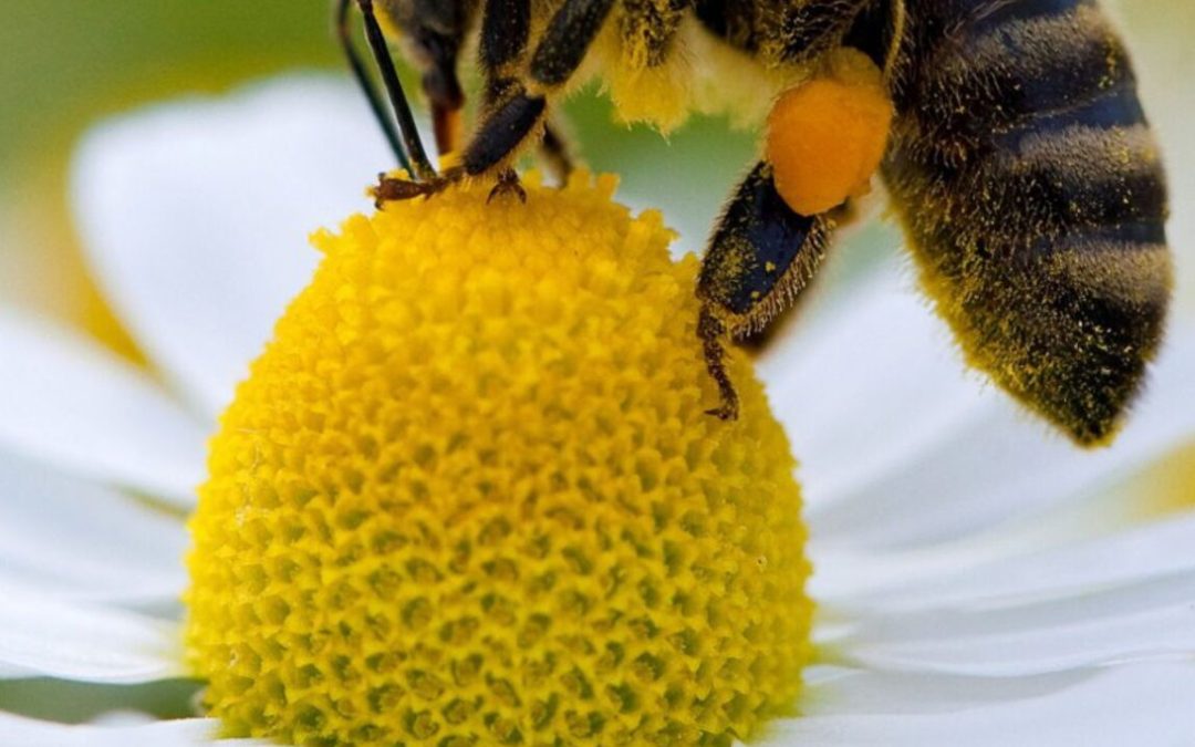 Savigny – 20 mai 2026 : L&rsquo;Île aux Histoires célèbre les abeilles à la médiathèque 🐝